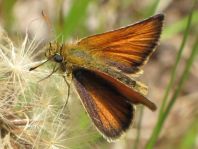 Thymelicus lineola, Schwarzkolbiger Braun-Dickkopffalte
