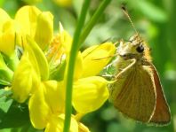 Thymelicus sylvestris, Braunkolbiger Braun-Dickkopffalter
