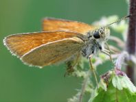 Thymelicus sylvestris, Braunkolbiger Braun-Dickkopffalter