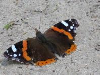 Admiral, Vanessa atalanta