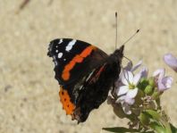 Admiral, Vanessa atalanta