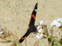 Admiral, Vanessa atalanta