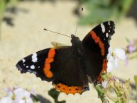 Admiral, Vanessa atalanta