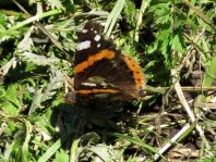 Admiral, Vanessa atalanta