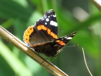 Admiral, Vanessa atalanta