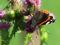 Admiral, Vanessa atalanta
