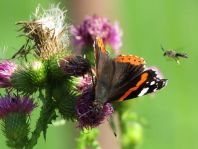Admiral, Vanessa atalanta