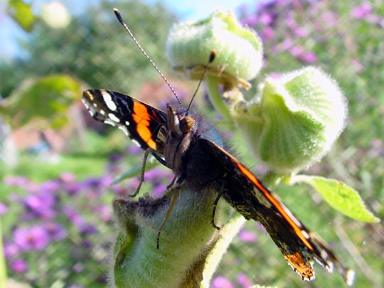 Admiral, Vanessa atalanta