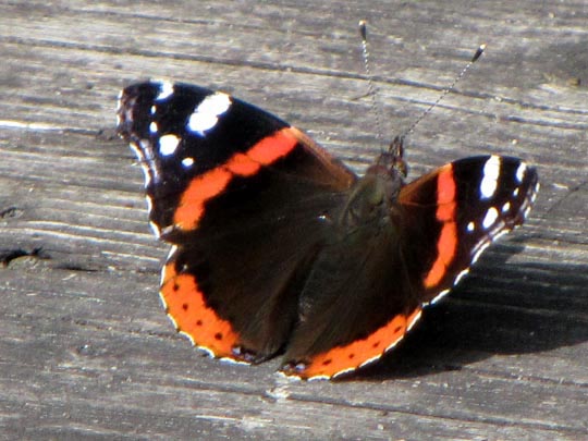Admiral, Vanessa atalanta