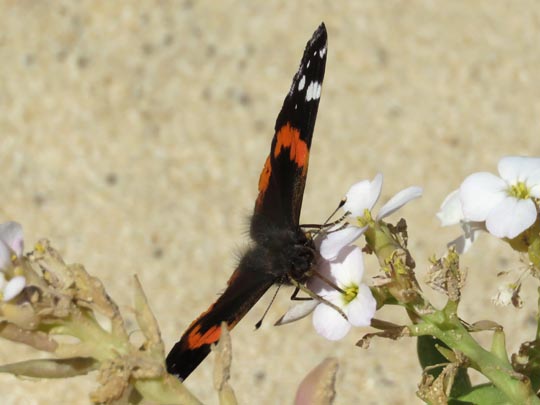 Admiral, Vanessa atalanta