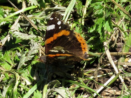 Admiral, Vanessa atalanta