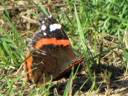 Admiral, Vanessa atalanta