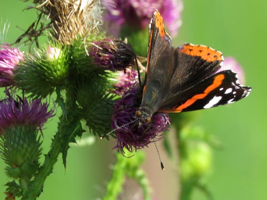 Admiral, Vanessa atalanta