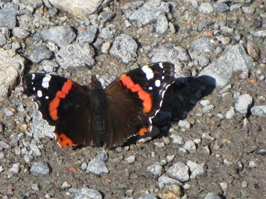 Admiral, Vanessa atalanta