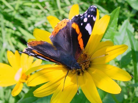 Admiral, Vanessa atalanta