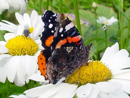 Admiral, Vanessa atalanta
