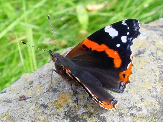 Admiral, Vanessa atalanta