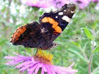 Admiral, Vanessa atalanta
