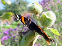 Admiral, Vanessa atalanta
