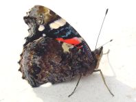 Admiral, Vanessa atalanta