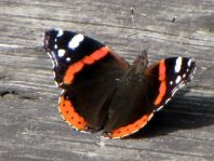 Admiral, Vanessa atalanta