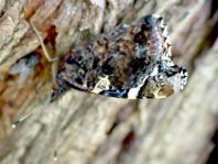 Admiral, Vanessa atalanta