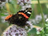 Admiral, Vanessa atalanta