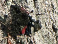Admiral, Vanessa atalanta