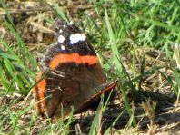 Admiral, Vanessa atalanta