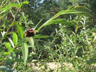 Admiral, Vanessa atalanta