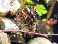 Admiral, Vanessa atalanta