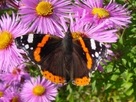 Admiral, Vanessa atalanta