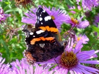 Admiral, Vanessa atalanta