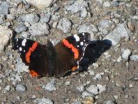 Admiral, Vanessa atalanta