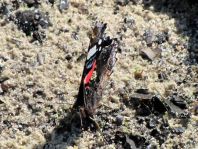 Admiral, Vanessa atalanta