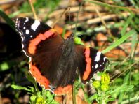 Admiral, Vanessa atalanta