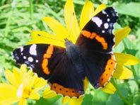 Admiral, Vanessa atalanta