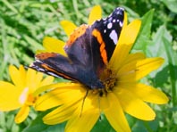 Admiral, Vanessa atalanta