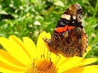 Admiral, Vanessa atalanta