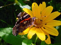 Admiral, Vanessa atalanta
