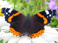Admiral, Vanessa atalanta