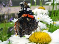 Admiral, Vanessa atalanta