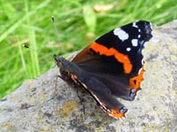 Admiral, Vanessa atalanta
