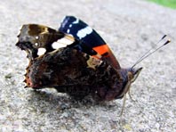 Admiral, Vanessa atalanta