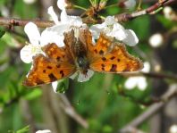C-Falter, Polygonia c-album