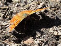 C-Falter, Polygonia c-album