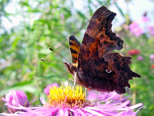 C-Falter, Polygonia c-album