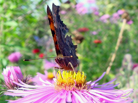 C-Falter, Polygonia c-album