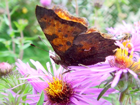 C-Falter, Polygonia c-album