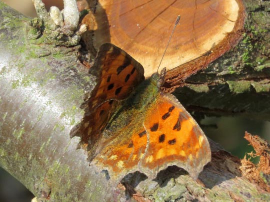 C-Falter, Polygonia c-album
